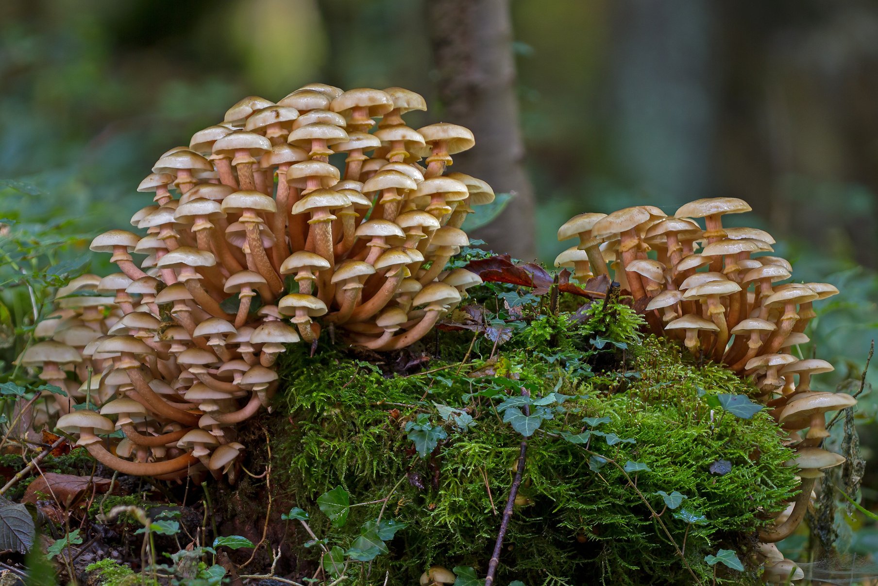 Mushrooms in a Forest