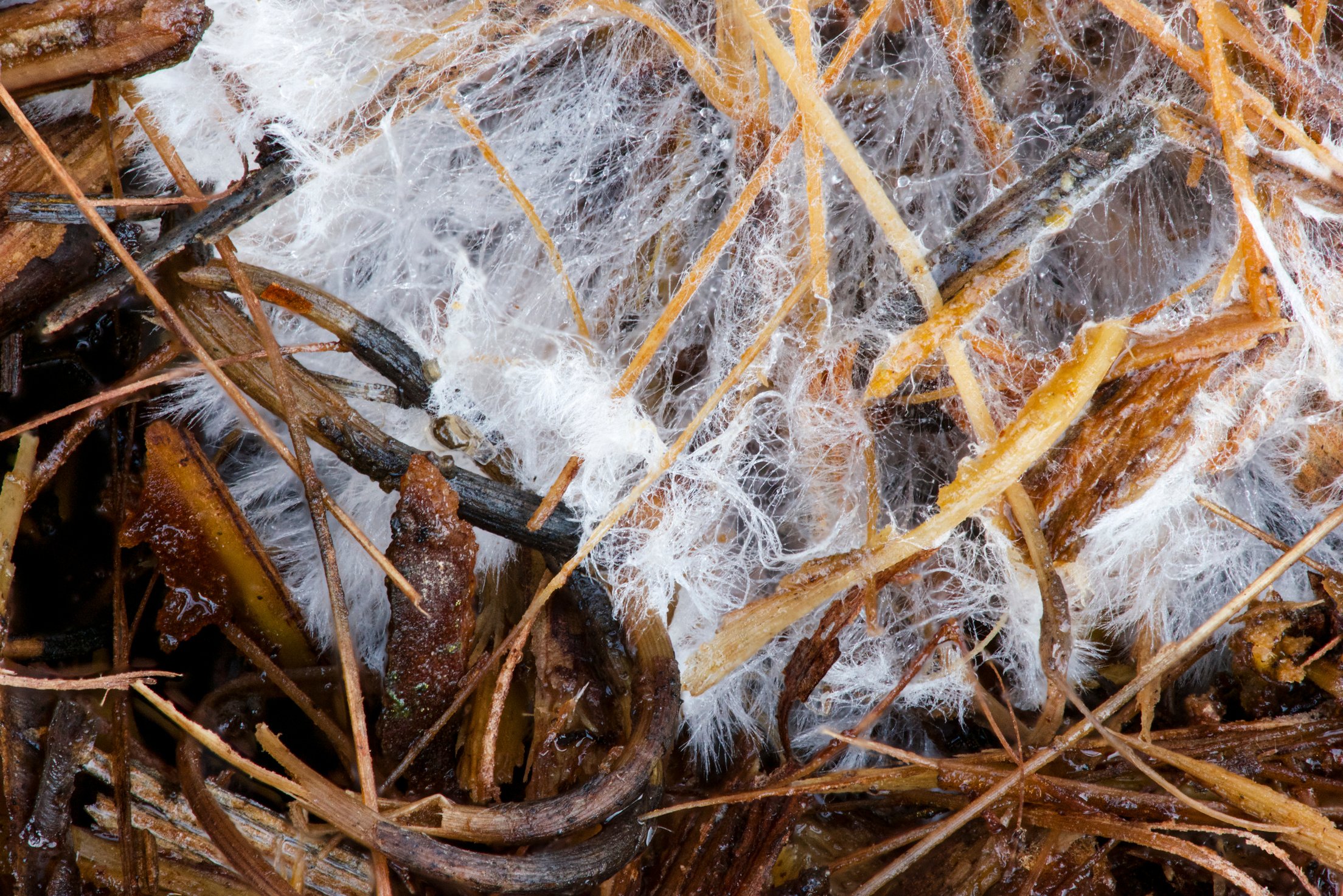 Fungus Mycelium in Mulch