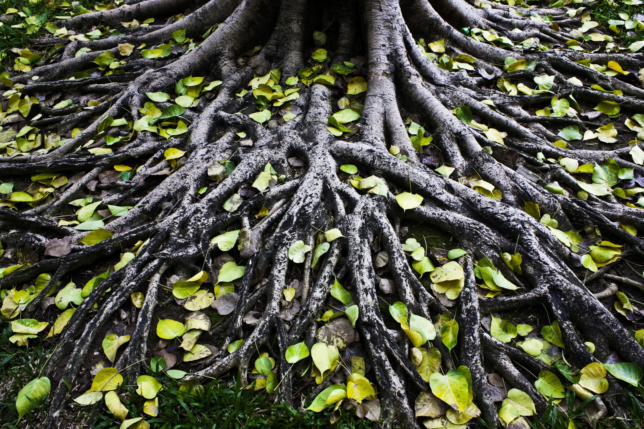 Amazing  Tree Roots